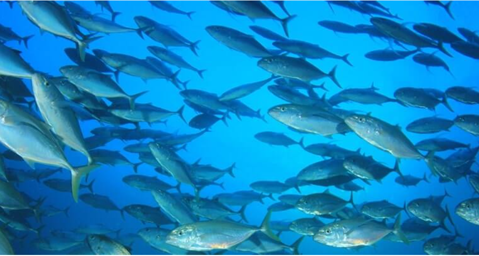 Ton balığınızın türü nedir ? Hangi denizlerden avlanmaktadır ?